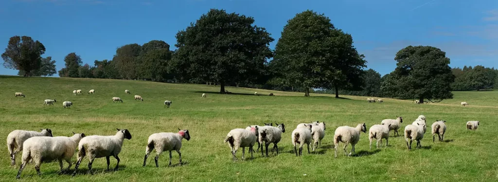 Multitude de moutons en liberté paissant dans les prairies verdoyantes du parc de Chatsworth.