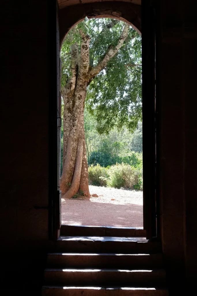 Vue depuis l'intérieur de l'abbatiale du Thoronet vers la porte d'entrée et ses marches éclairées par le soleil, laissant apparaître le tronc de l'arbre à l'extérieur.