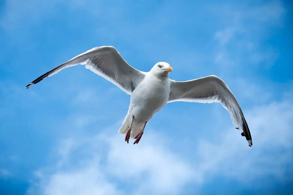 Goéland en vol stationnaire les ailes écartées juste au-dessus du pont du ferry dans la Manche, semblant regarder l'objectif.