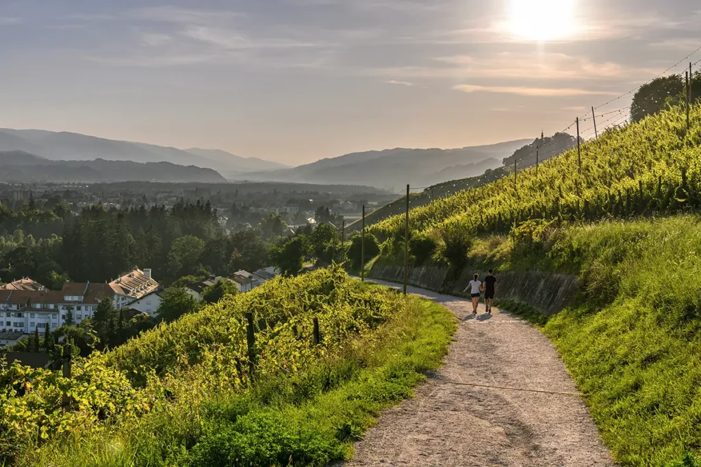 Collines couvertes de vignobles à l'entrée de Maribor pendant un road-trip en Slovénie, avec un chemin traversant les vignes en pente.