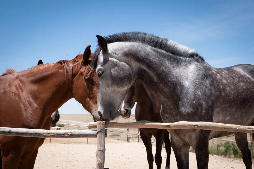 Gros plan sur un cheval gris musclé et une crinière soignée dans l'enclos à chevaux de Terre des Étoiles dans le désert d'Agafay