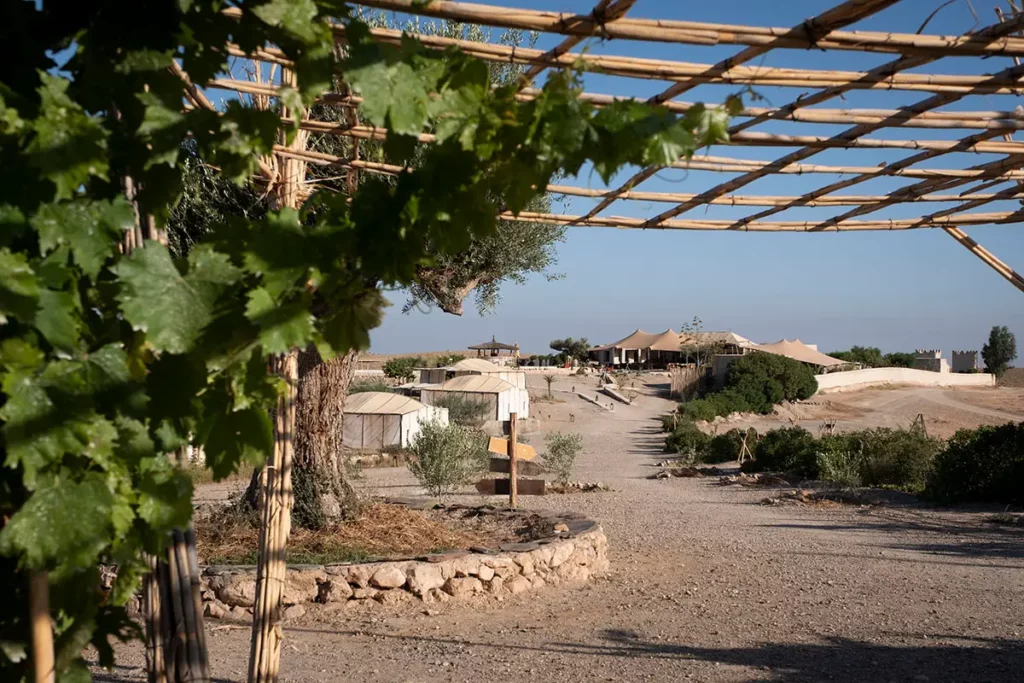 Feuilles de vigne du potager et allées de l'oasis Terre des Étoiles dans le désert d'Agafay