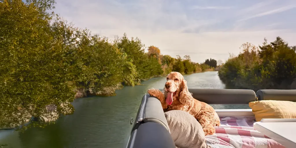 Un chien Cocker brun roux se détendant confortablement sur le pont supérieur d'un bateau Le Boat en navigation, illustrant que les animaux sont les bienvenus à bord.