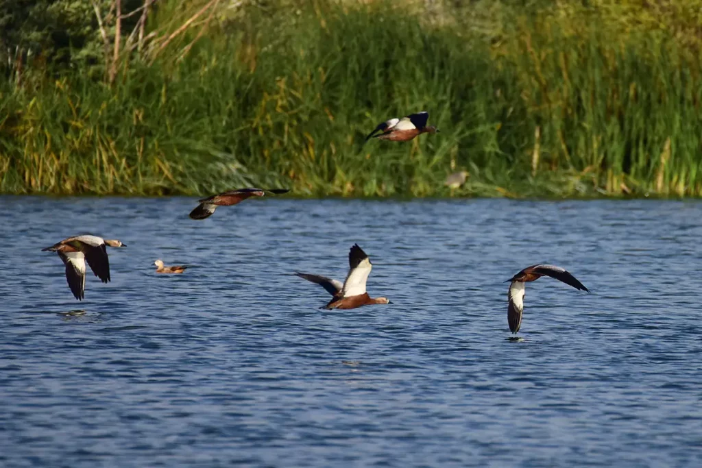 Oiseaux migrateurs en vol au-dessus d'un plan d'eau dans le sanctuaire d'oiseaux de Samsun en Turquie avec Go Türkiye